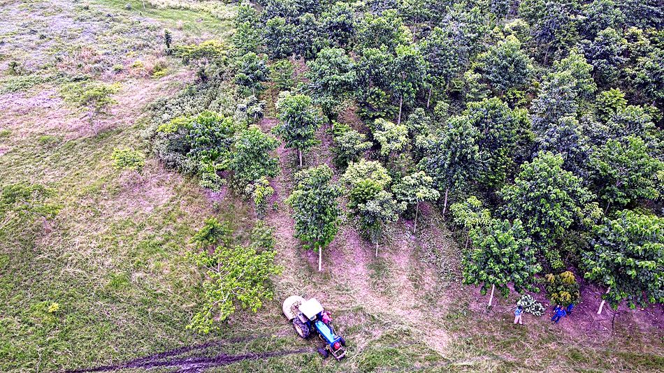 Mantenimiento silvicultural aéreo de la plantación